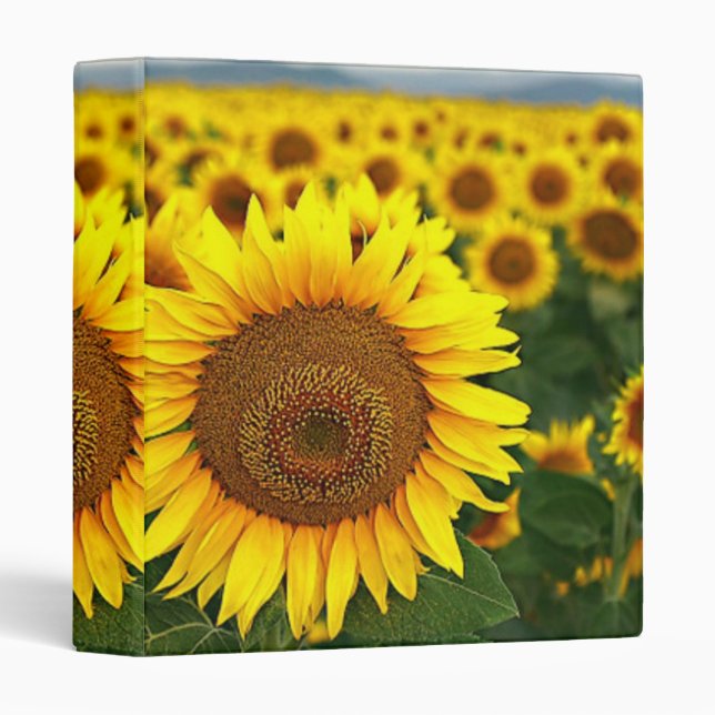 Été de tournesol - classeur (Devant/Côté)
