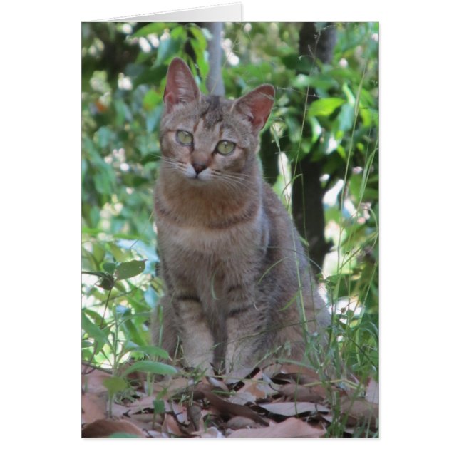 Êtes-vous du talkin à moi ? - Série de TBD (Devant)