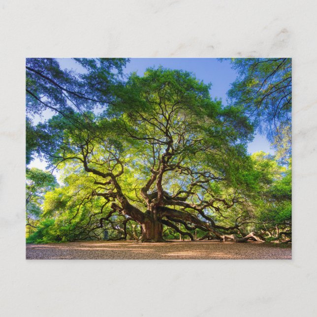 Ethereal Angel Oak Tree Postcard (Front)