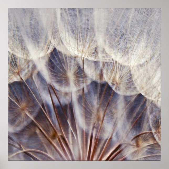 Ethereal Dandalion Macro Abstract Poster (Front)
