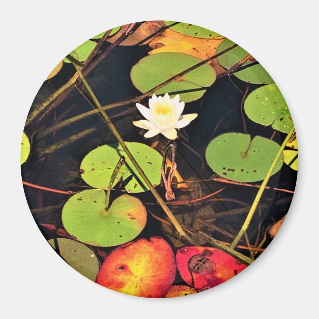 "Ethereal Lily Pad Pond with Central White Blossom Magnet (Front)