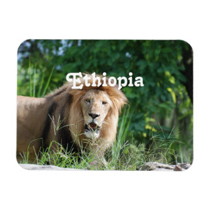 Ethiopia Lion Magnet