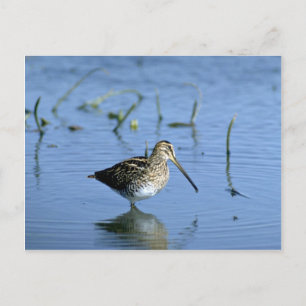 Ethiopian Snipe Postcard