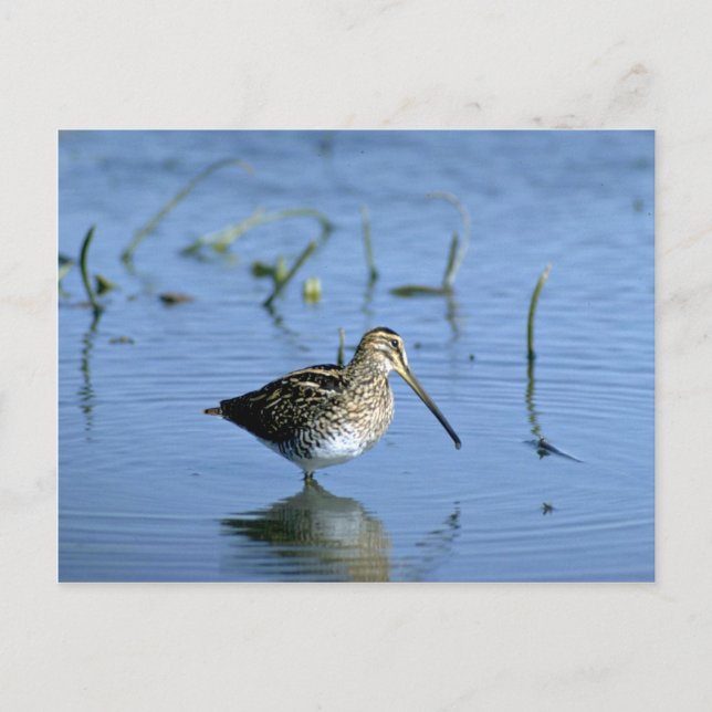 Ethiopian Snipe Postcard (Front)