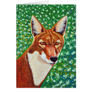 Ethiopian Wolf
