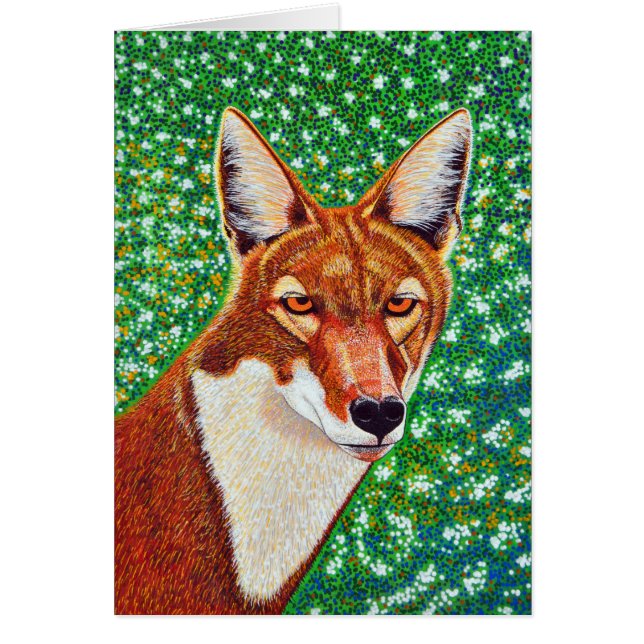 Ethiopian Wolf (Front)