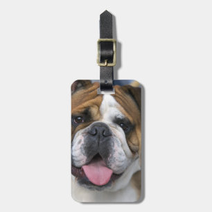 Étiquette À Bagage A English bulldog en Belgique.