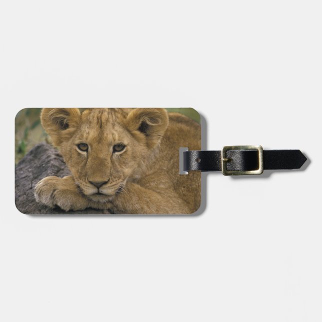 Étiquette À Bagage Afrique, Kenya. Portrait de lion. (Devant horizontal)