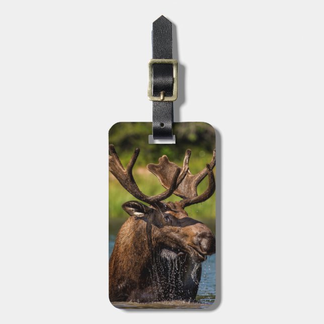 Étiquette À Bagage Allaitement d'orignaux dans le parc national des G (Devant Vertical)