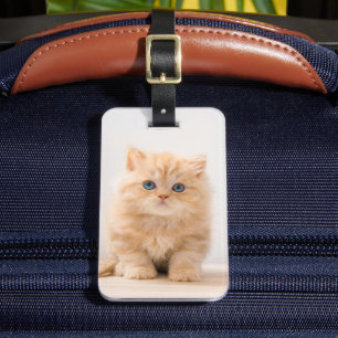 Étiquette À Bagage Animaux de bébés cutest A British Longhair Kitte