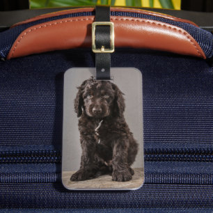 Étiquette À Bagage Animaux de bébés cutest   Cockapoo Puppy