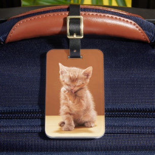 Étiquette À Bagage Animaux de bébés cutest   Orange Tabby Kitten