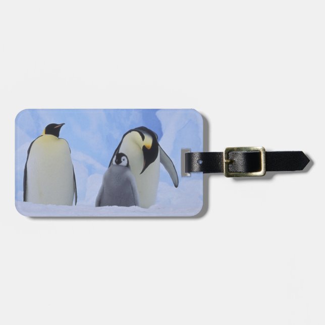 Étiquette À Bagage Antarctique. Pingouins empereurs et poussins (Devant horizontal)