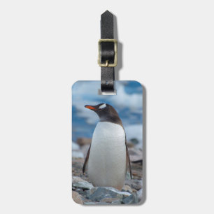Étiquette À Bagage Antarctique. Port Neko. Manchot papou