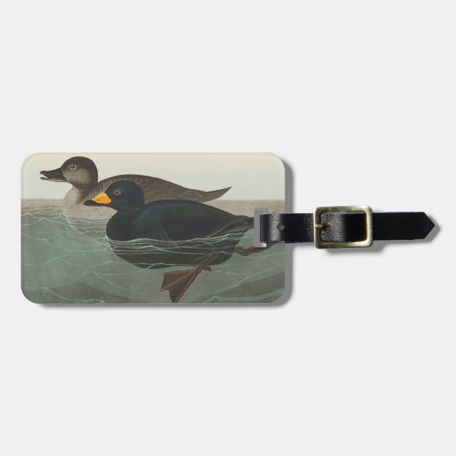 Étiquette À Bagage Audubon American Scoter Duck Classic (Devant horizontal)