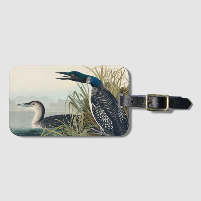 Étiquette À Bagage Audubon Bird Loon Diver Classic (Devant Horizontal)