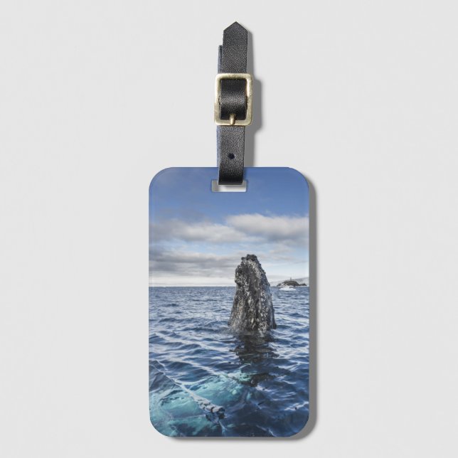 Étiquette À Bagage Baie d'espoir de Spyhops | de baleine de bosse, (Devant Vertical)