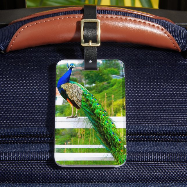 Étiquette À Bagage Beau bleu vert paon photo élégant oiseau (Insitu Rectoal 2)