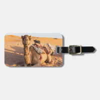 Camels dans le désert d'Oman