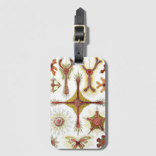 Étiquette À Bagage Camomille sauvage par Ernst Haeckel, Nature vintag