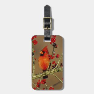 Étiquette À Bagage Cardinal rouge mâle perché, IL