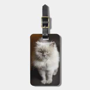 Étiquette À Bagage Chat de l'Himalaya de point bleu semblant irrité