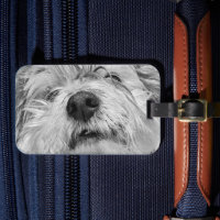 Chien de Coton de Tulear