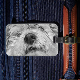 Étiquette À Bagage Chien de Coton de Tulear