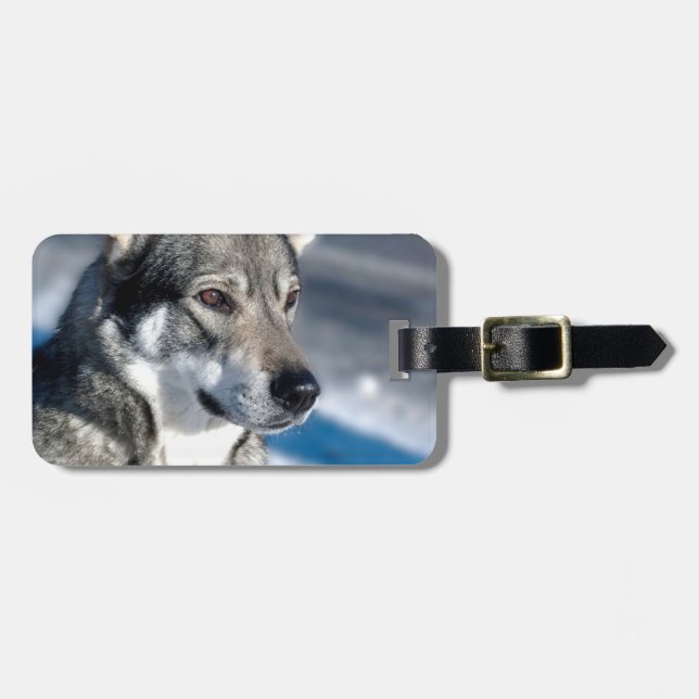 Étiquette À Bagage Chien de traîneau dans l'étiquette de bagage de (Devant horizontal)