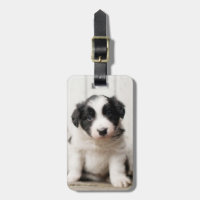 Chiot de border collie