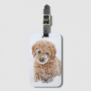 Étiquette À Bagage Chiot De Goldendoodle Avec La Neige À La Face