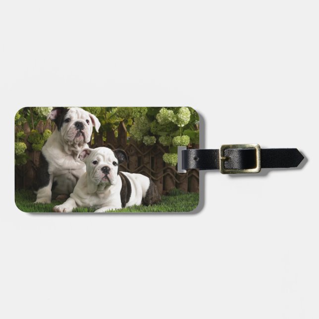 Étiquette À Bagage Chiots anglais de bouledogue (Devant horizontal)