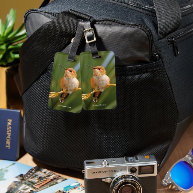 Étiquette À Bagage Colibri roux au repos (Recto & Verso)