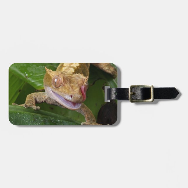 Étiquette À Bagage Crested Gecko (Devant horizontal)