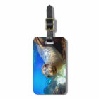 Curieux paradis de lions de mer sous-marin Galapag