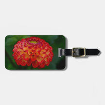 Dahlia orange et jaune