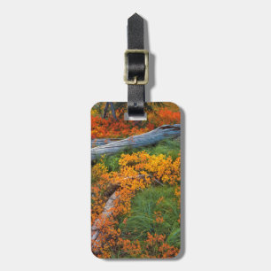 Étiquette À Bagage États-Unis, Oregon, Forêt nationale de Willamette