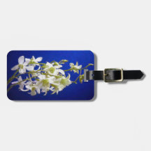 Fleurs blanches contre ciel bleu