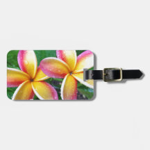 Fleurs tropicales de Plumeria de Maui