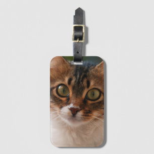 Étiquette À Bagage Fluffy Kitten avec les yeux verts Photo