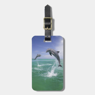 Étiquette À Bagage Grands dauphins Tursiops truncatus
