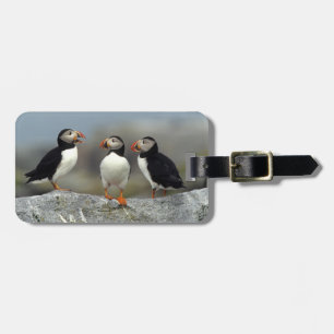 Étiquette À Bagage Groupe de Puffin de l'Atlantique