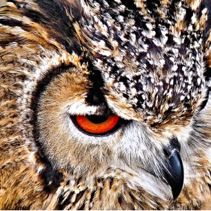 ÉTIQUETTE À BAGAGE HIBOU