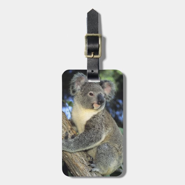 Étiquette À Bagage Koala, Phascolarctos cinereus), Australie, (Devant Vertical)