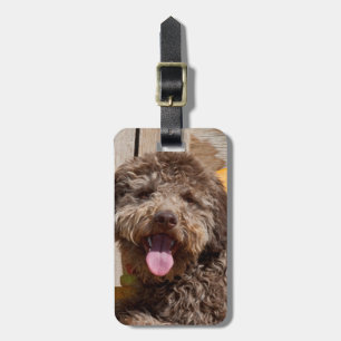 Étiquette À Bagage Lagotto Romagnolo Allongé Sur Un Banc En Bois