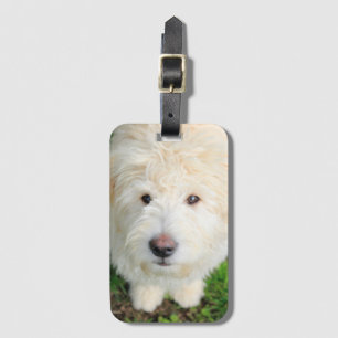 Étiquette À Bagage Le Chiot De Goldendoodle En Regardant La Caméra