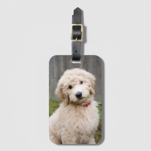 Étiquette À Bagage Le Chiot De Goldendoodle S'Assis Dans L'Herbe