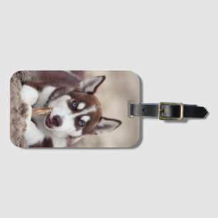 Étiquette À Bagage Le chiot sibérien Husky à la plage