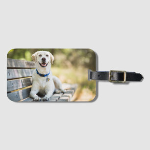 Étiquette À Bagage Le Labrador Jaune Est Sur Le Banc