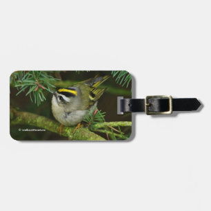 Étiquette À Bagage Le petit petit Kinglet mignon provoque un remue-mé